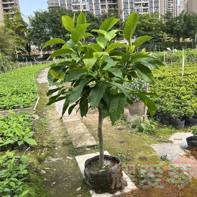 白玉兰树苗盆栽矮化老桩带花苞