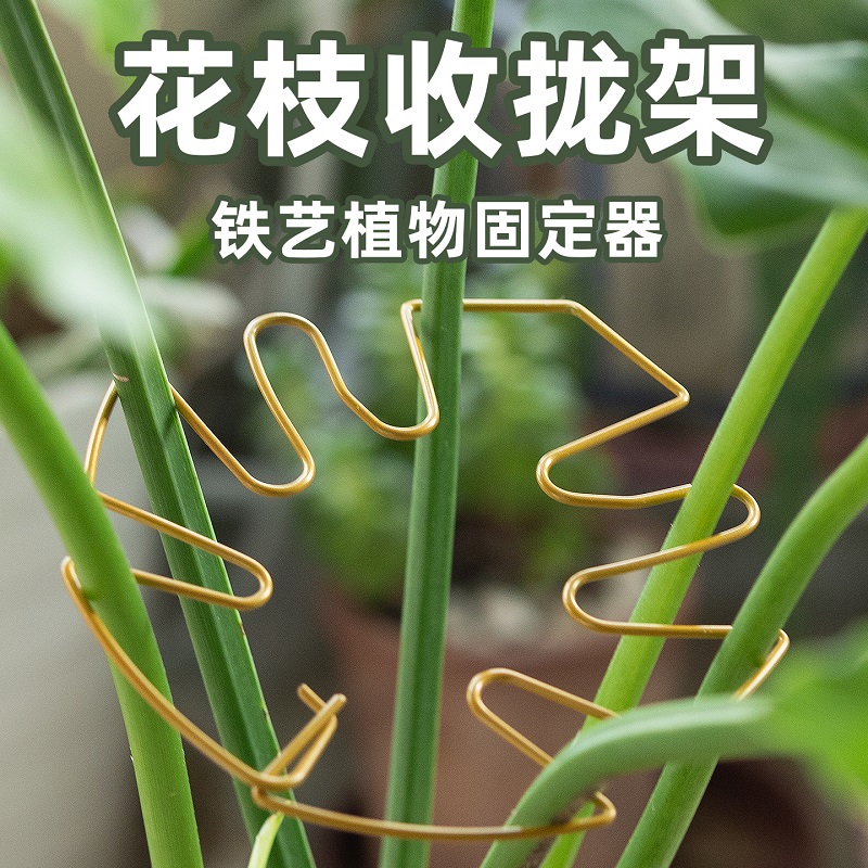 龟背竹支撑杆天堂鸟防倒伏固定器春羽水培植物枝干收聚拢定型支架