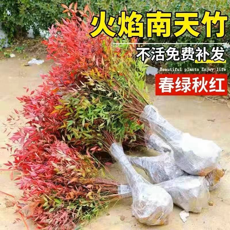 火焰南天竹红叶盆栽真树苗
