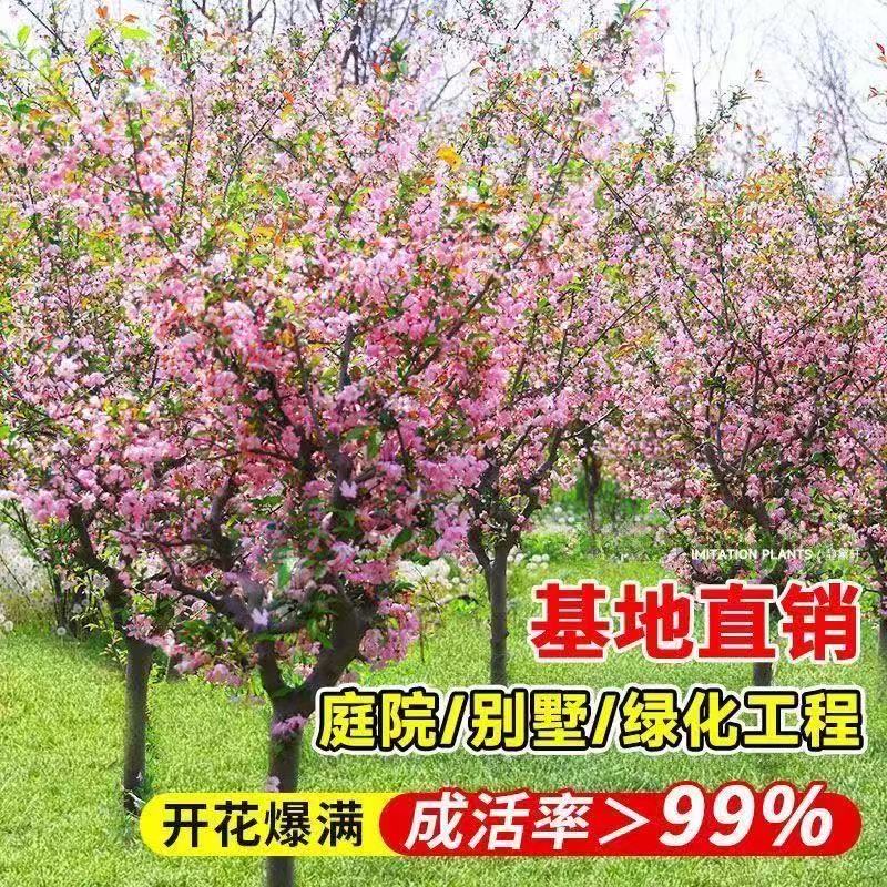 西府海棠花树苗老桩盆栽工程绿化