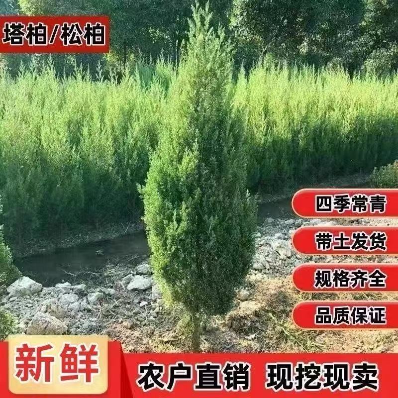 塔柏松柏苗四季常青庭院绿化