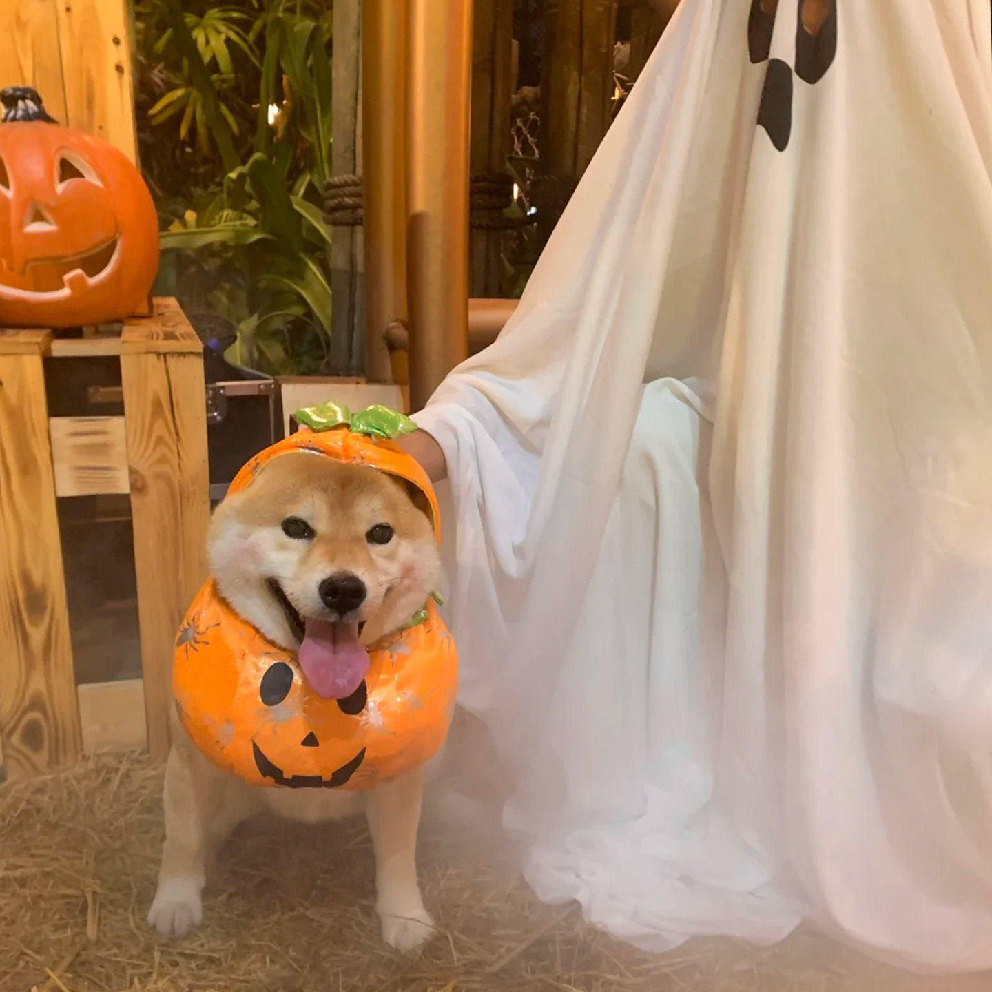 万圣节南瓜衣服狗狗装扮cos搞怪衣宠物服装帽子个性拍照变身装扮