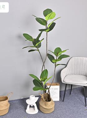 仿真黑金假刚zj85296橡盆皮树室内绿办公阳台客厅大栽植物橡植皮