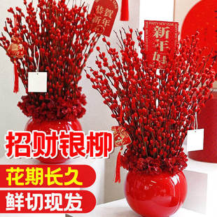 银柳鲜枝耐寒年宵花红色真花干花枝室内客厅招财摆件水培装饰花束