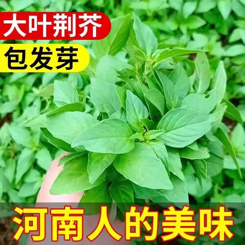 河南大叶荆芥菜种籽阳台盆栽春秋蔬菜种孑子四季南方金介荆棘秧苗