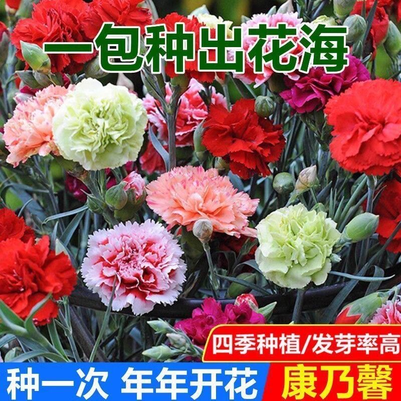 重瓣康乃馨种子四季播种开花阳台盆栽室内外花籽春秋花卉种孑大全图片
