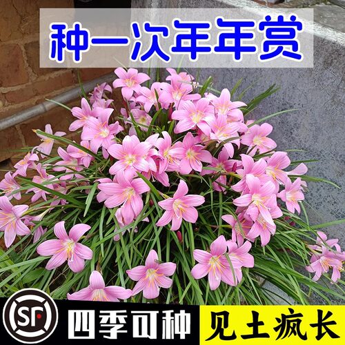 水培土培风雨兰种球盆栽多年生室内庭院阳台花卉植物苗四季播开花