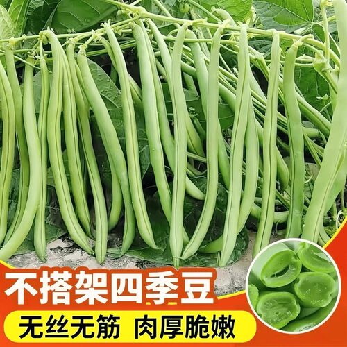 早熟无架矮生地豆种子不搭架四季豆籽阳台小院可盆栽豆角蔬菜种子