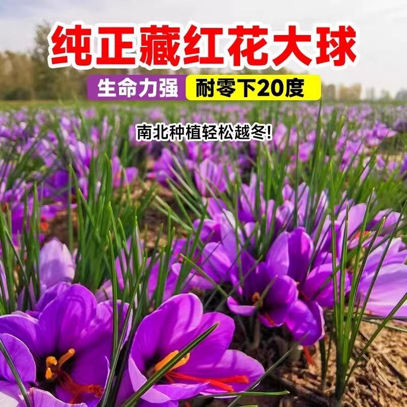 药用藏红花种球盆栽西藏番红花球根种子籽树苗秋四季耐寒耐冻花卉