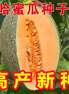 哈密瓜种子水果甜瓜种籽新疆网纹奶香哈密瓜四季薄皮蔬菜瓜果种子