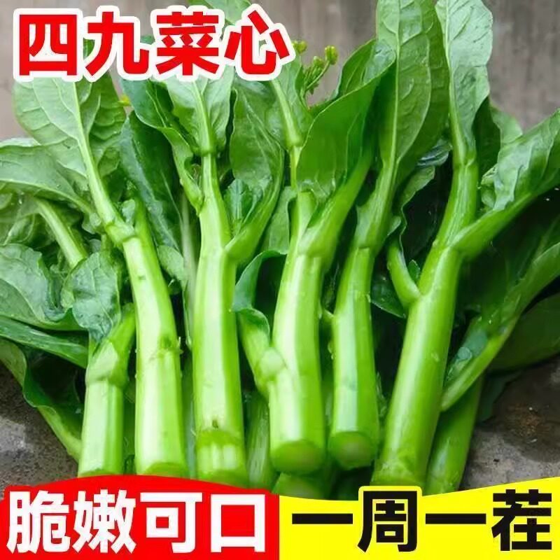 广东四九菜心种子四季红菜苔白菜苔春秋速生青菜蔬菜油菜心籽孑种 - 实物图