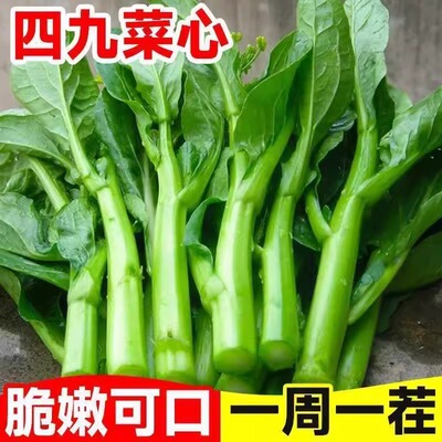 广东四九菜心种子四季红菜苔白菜苔春秋速生青菜蔬菜油菜心籽孑种