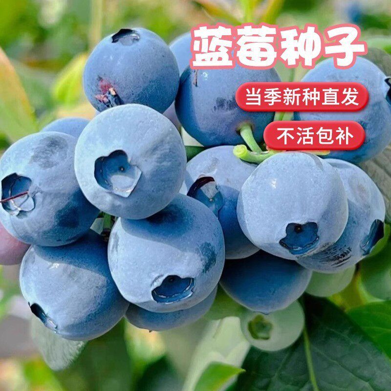 【下单立减50】蓝莓果树种子盆栽地栽纯甜南方北方庭院阳台种植WL