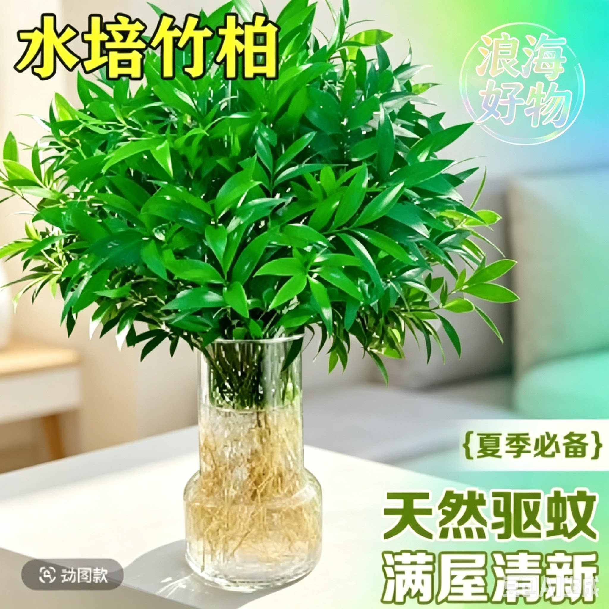 【水培竹柏】水养植物盆栽绿植水培土培 客厅阳台室内四季常青RR