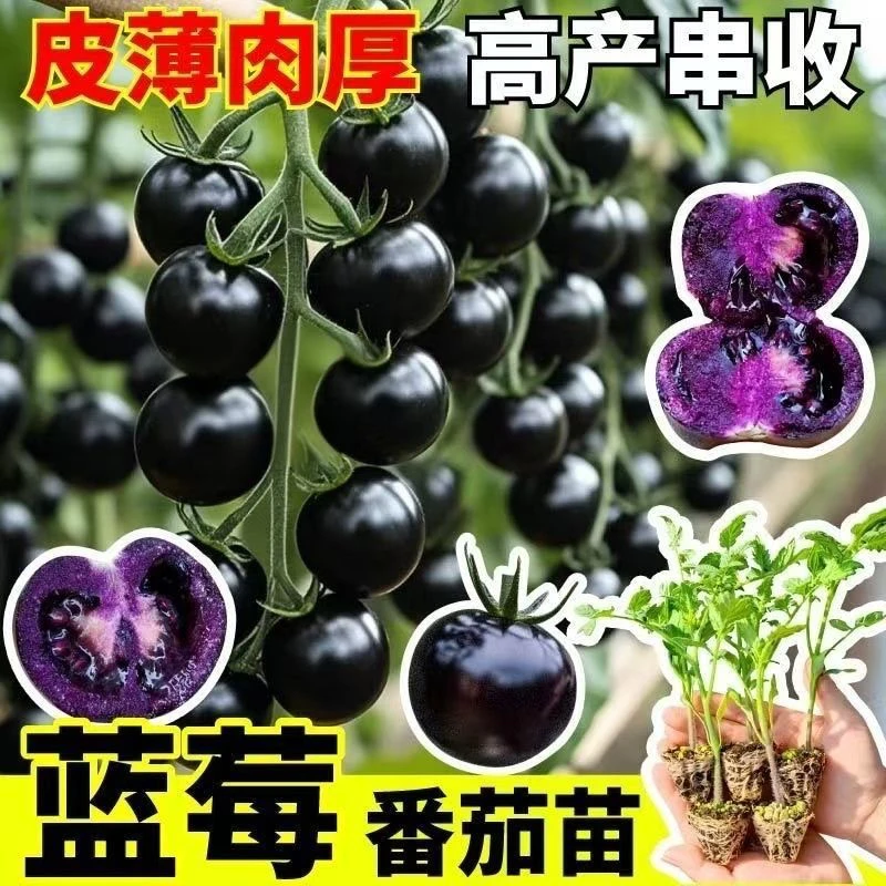 【寿光正版蓝莓番茄苗】高产糖水炸弹带土发货适阳台小院种植WL