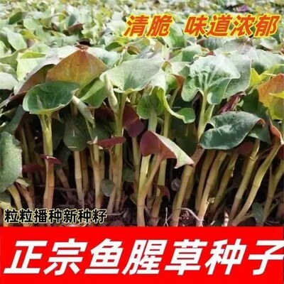 【拍一发1000】鱼腥草折耳根种子好吃易种阳台盆栽四季种子籽WL