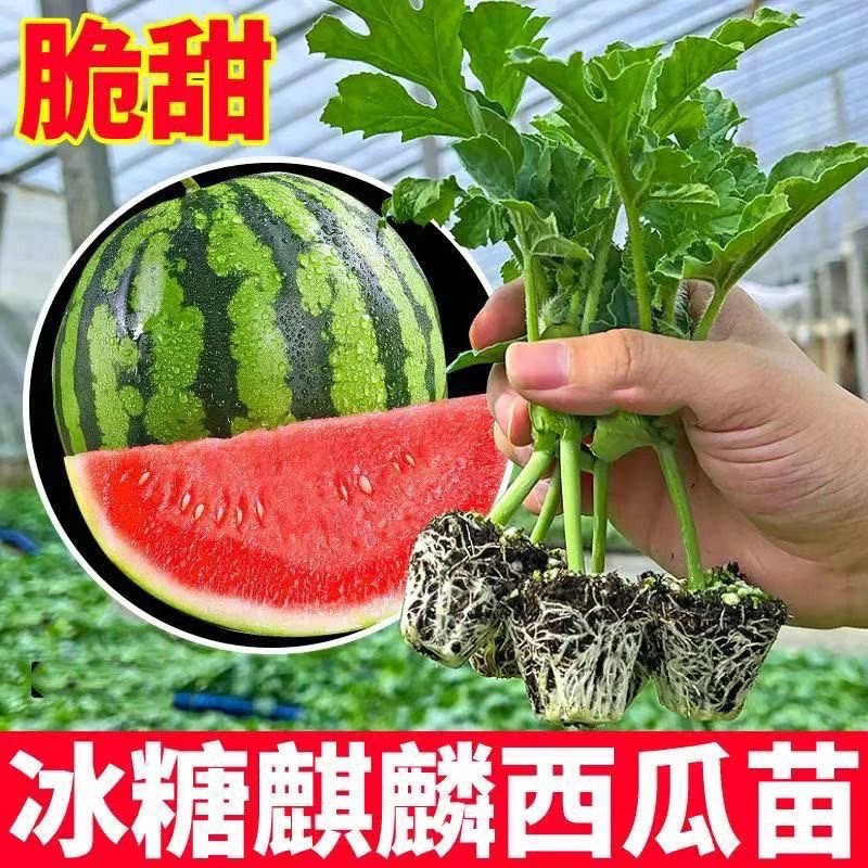 【爆甜麒麟】西瓜苗8424高产壮苗无籽麒麟美都懒汉盆栽西瓜苗WL2