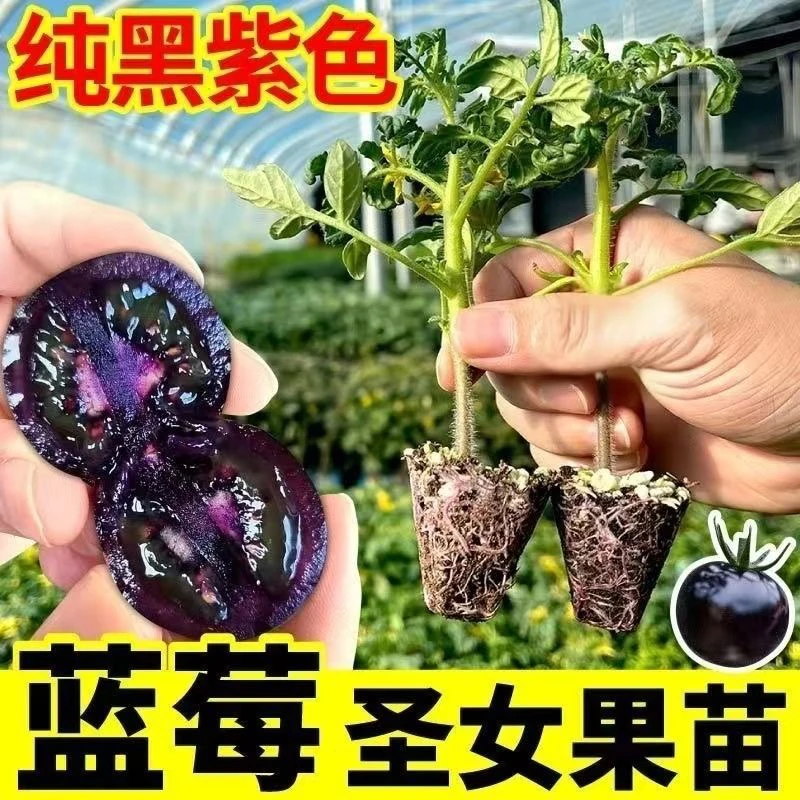 【寿光正版蓝莓番茄苗】高产糖水炸弹带土发货适阳台小院种植WL2