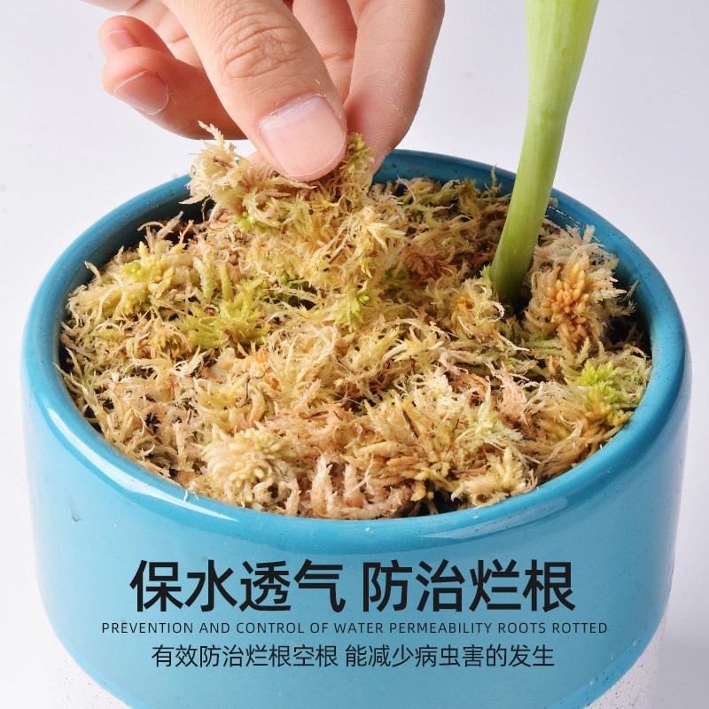 现货速发干苔藓乌龟冬眠蝴蝶兰营养土造景透气水苔石斛青苔爬宠土