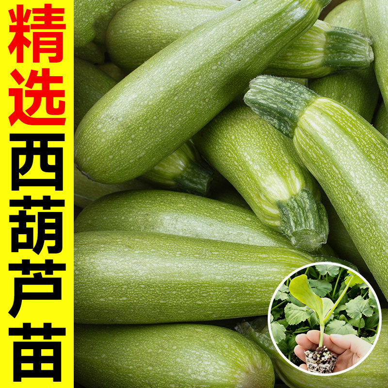 西葫芦种子高产老品种山东寿光蔬菜四季带土耐寒热方瓜茭瓜苗秧苗