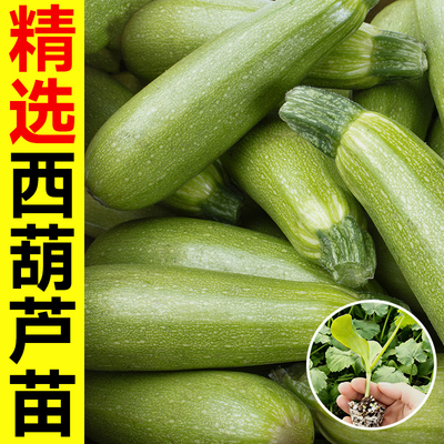 寿光西葫芦种子四季高产盆栽
