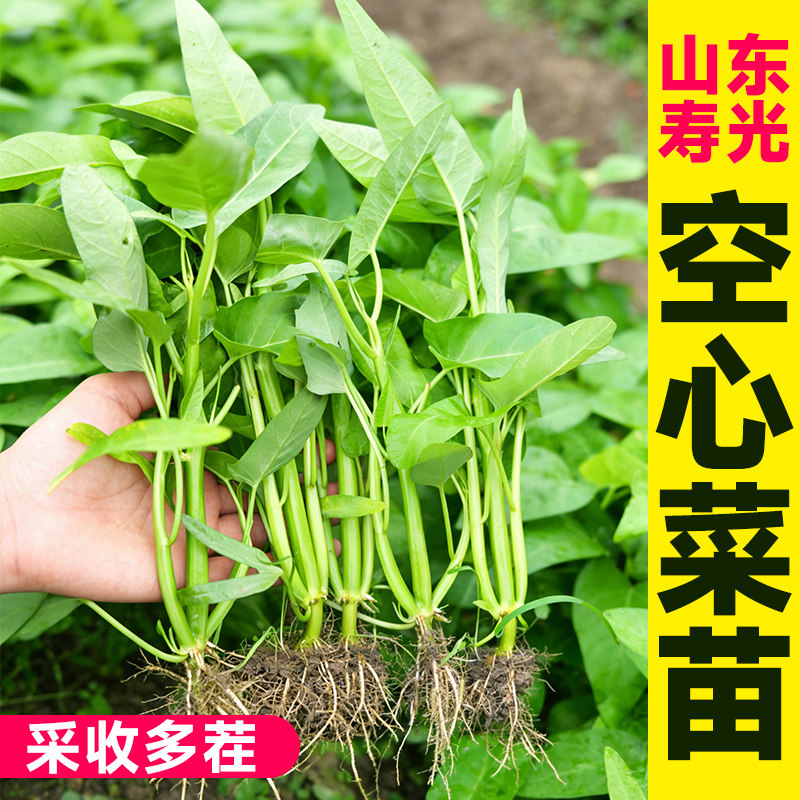 三叉空心菜种子籽种四季老品种水培白梗柳叶大叶空心菜苗带根秧苗