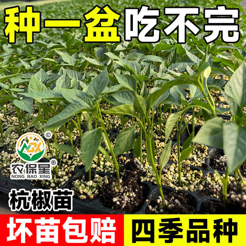 辣椒苗高产苗易存活薄皮椒苗