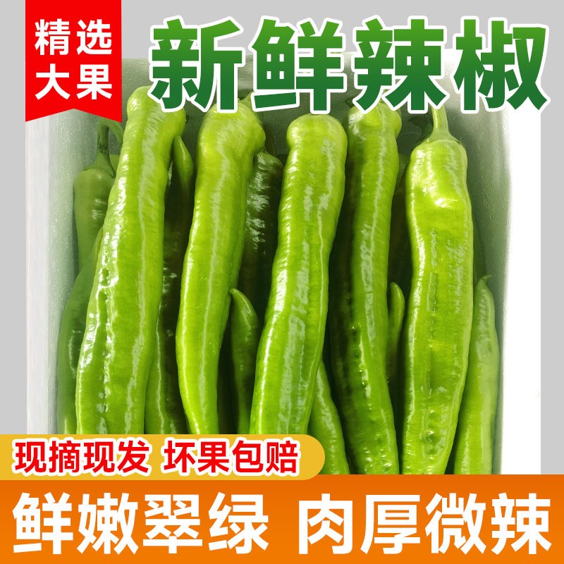尖椒新鲜现摘农家自种山东寿光产地直发微辣螺丝椒牛角椒青椒辣椒