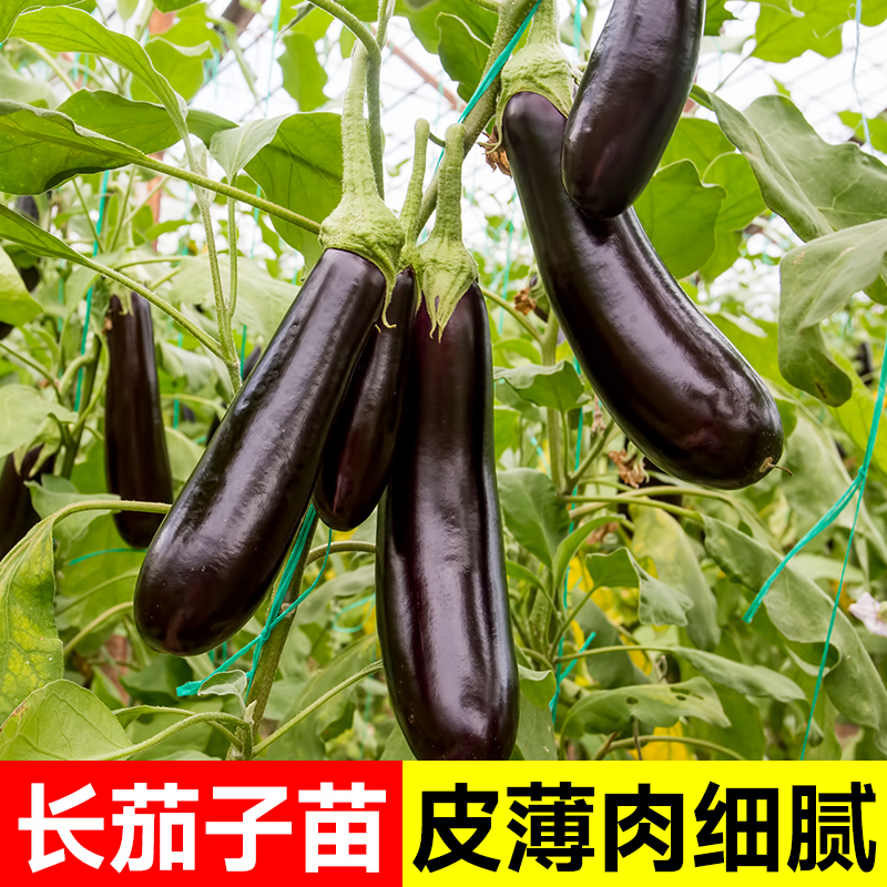 茄子苗种苗黑紫色长茄