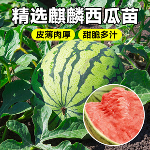 麒麟西瓜苗秧美都懒汉特大无籽嫁接阳台盆栽四季8424西瓜种子苗子