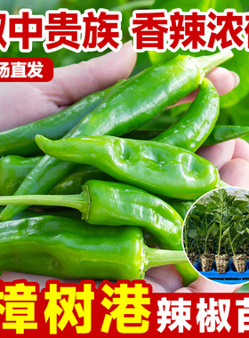 樟树港辣椒苗秧苗四季湖南正宗高产指天椒朝天椒螺丝椒小米辣椒苗
