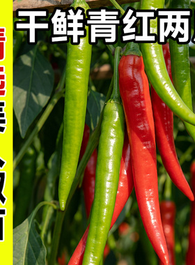 美人椒辣椒苗秧苗四季高产批发二荆条阳台盆栽小米辣椒螺丝椒苗子