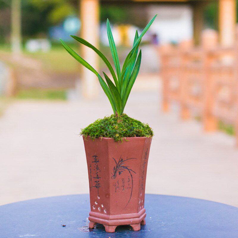 东魔花春剑兰草兰花苗带花苞名贵国兰浓香盆栽花卉植物客厅