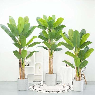 大型真植植物蕉芭蕉树盆栽客仿厅庭院落地造景香树芭蕉树假树绿装