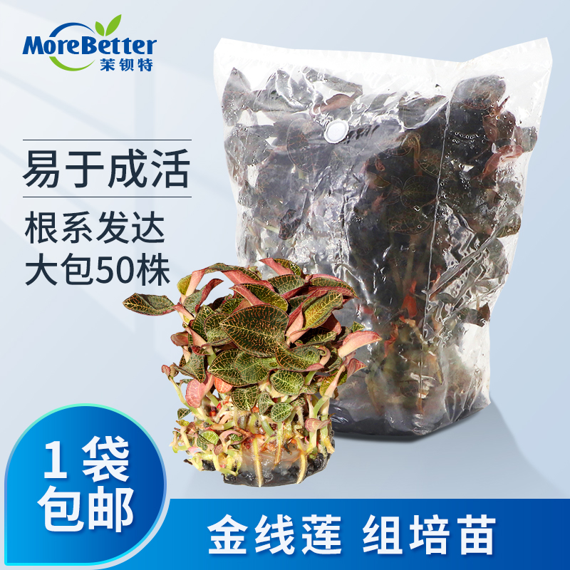 组培瓶苗种苗阳光苗盆栽盆景