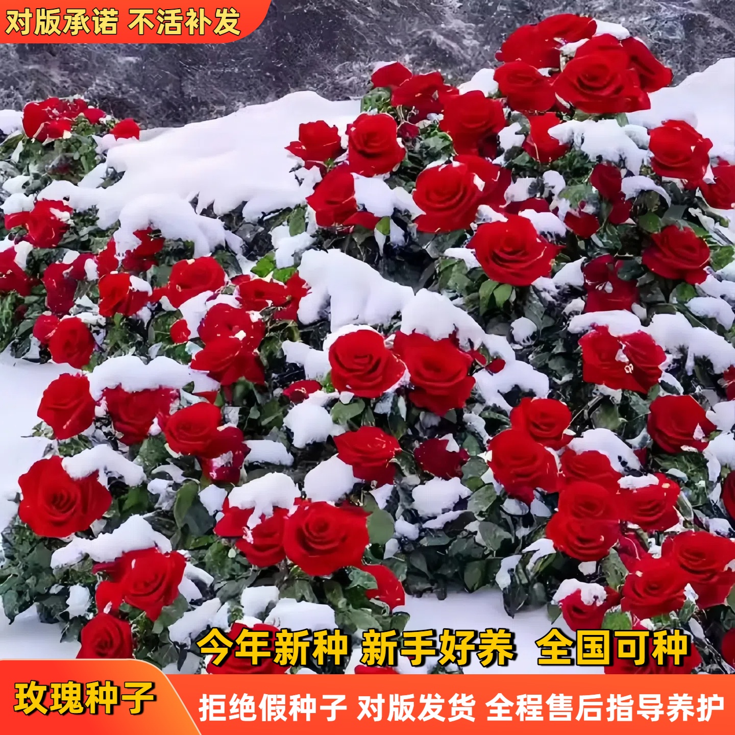 玫瑰花种籽子多季播种盆栽花卉植物室内外鲜花种子易开花庭院阳台