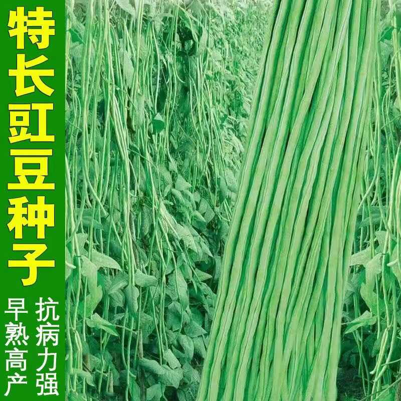 八根藤种子大全孑无架苗秧豇豆