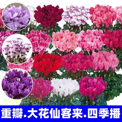 重瓣仙客来种子仙客来盆栽种子年宵花卉种子阳台家庭盆栽室内易播