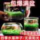 水草种子生态鱼缸微景观创意鱼缸净水玻璃瓶水培植物盆栽种籽造景