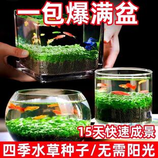 水草泥造景水草籽小鱼缸种子微景观创意真草养鱼阴性增氧净水植物