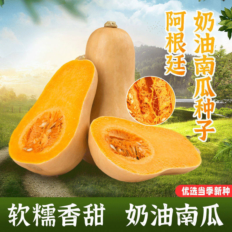 奶油南瓜种子四季种植高产甜糯香芋蜜本南瓜种籽阳台盆栽蔬菜种子