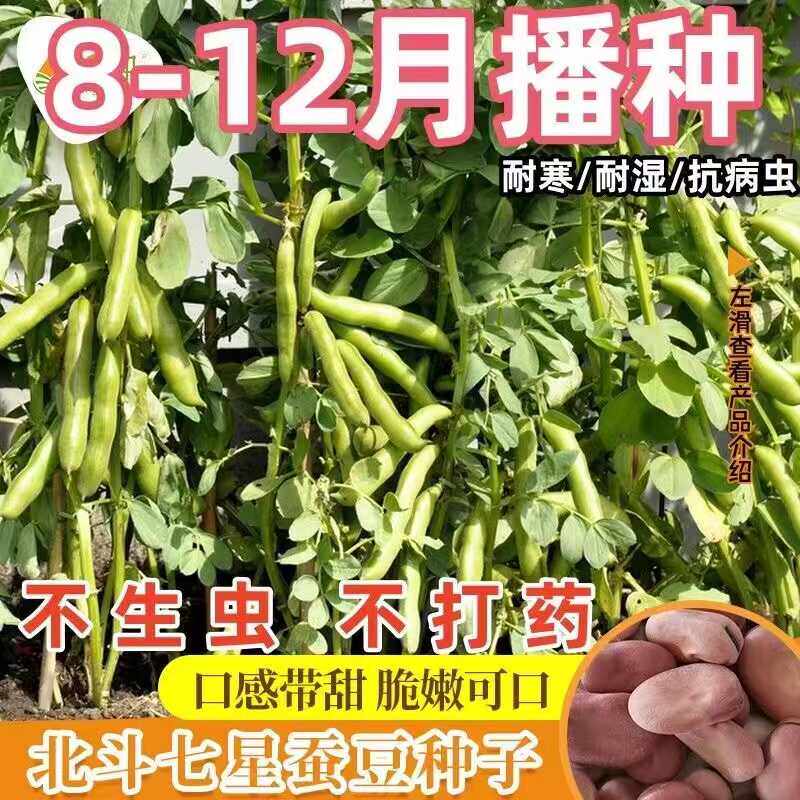 特大糯米蚕豆种子高产北斗七星罗汉豆春秋冬季播种早熟耐寒胡豆籽