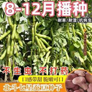特大糯米蚕豆种子高产北斗七星罗汉豆春秋冬季播种早熟耐寒胡豆籽
