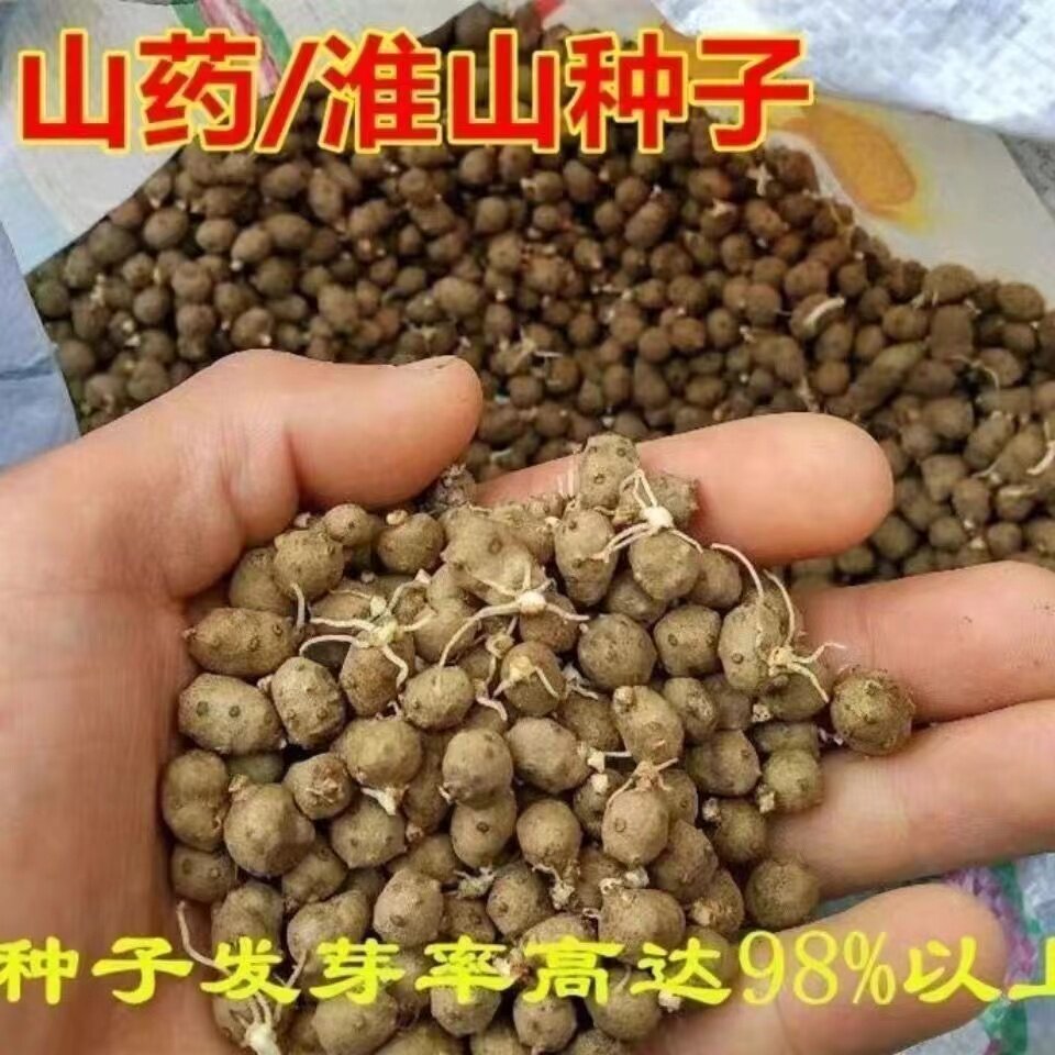 山药豆淮山种子正宗铁棍山药种子蔬菜种子四季高产农家山药种子
