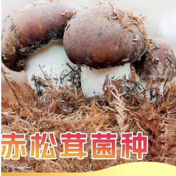 蘑菇新鲜松茸大球盖菇菌种人工室内外家庭种植原种阳台室外