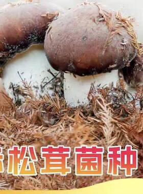 蘑菇新鲜松茸大球盖菇菌种人工室内外家庭种植原种阳台室外