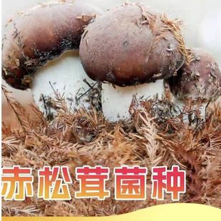 蘑菇新鲜松茸大球盖菇菌种人工室内外家庭种植原种阳台室外