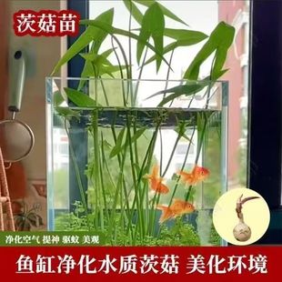 水生植物慈姑苗种苗茨菇种球 慈菇水培 茨菰水草沼泽过滤净化水质