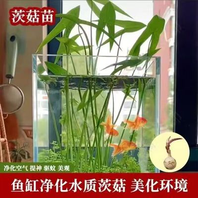 水生植物慈姑苗种苗茨菇种球