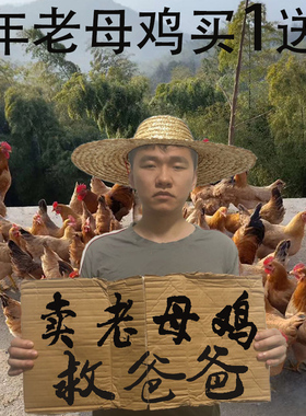 顺丰现杀2只3年老母鸡土鸡农家散养新鲜孕妇月子鸡走地鸡草鸡柴鸡